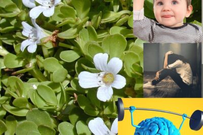 Bacopa Monnieri: A Comprehensive Guide to Its Benefits for Brain Health and Well-Being (NH)