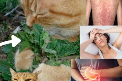The Surprising Herb That Calms the Mind, Boosts Digestion, and Enhances Your Cat’s Health – Discover Its Hidden Benefits and Uses (NH)