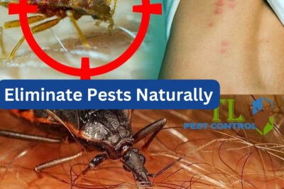 Eliminate Pests Naturally: A Safe and Effective Homemade Bug Repellent Solution(NH)