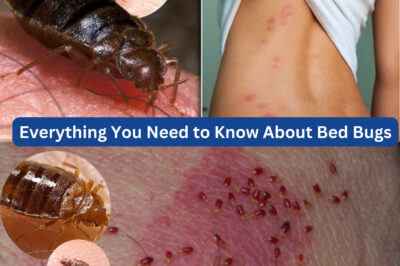 The Silent Night Invaders: How to Protect Yourself from Bed Bug Infestations with Nature Ingredients (NH)