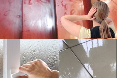 Effective Natural Remedies to Combat Humidity and Improve Indoor Air Quality Using Everyday Ingredients