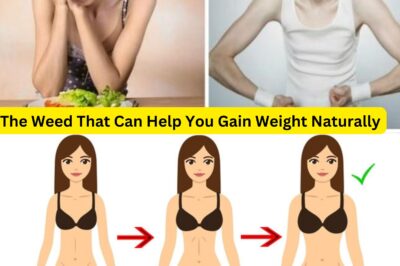 The Weed That Can Help You Gain Weight Naturally (NH)
