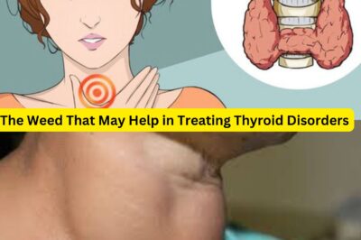 The Weed That May Help in Treating Thyroid Disorders That You Never Know (NH)