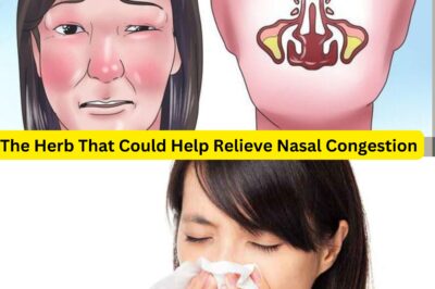 Discover the Powerful Herb That Can Help Relieve Nasal Congestion and Improve Your Breathing Naturally (NH)