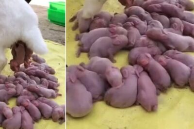 Watch and guess how many puppies she gave birth to as the mother dog amazed the audience. It was unbelievable. /d
