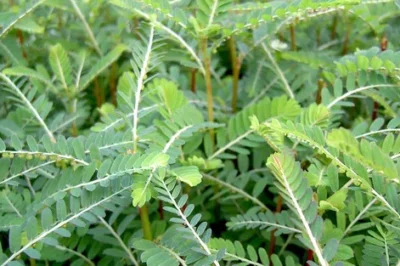 The Power of Chanca Piedra: 10 Benefits and Uses (an)