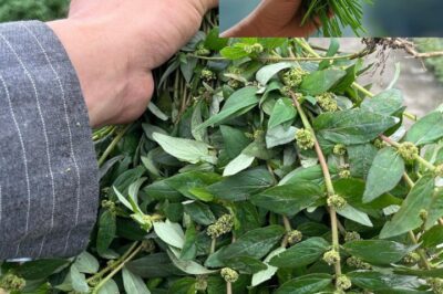 Euphorbia Hirta (Asthma-Plant): Ancient Remedies and Modern Applications for Health and Wellness (an)
