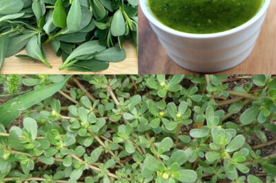 The Hidden Power of Common Purslane: The Unpretentious Wonder of Nature… (an)