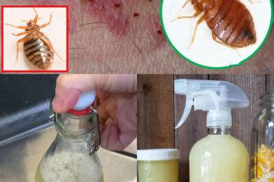 Effective Ways to Quickly Eliminate Bed Bugs, Cockroaches, and Fruit Flies (an)