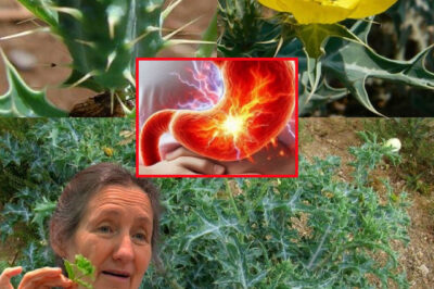 Holy Thistle: Unlocking the Power of Nature for Your Health (an)