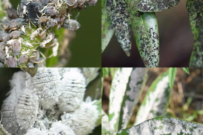 No more aphids or scale insects on your plants – how to eliminate them in a simple and natural way (an)