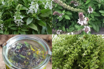 Basil flowers uses and benefits (an)
