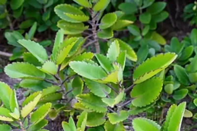 11 Surprising Benefits of The Miracle Leaf of Life (an)