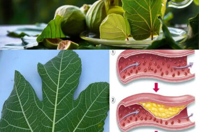 Harnessing the Power of Fig Leaves: A Natural Remedy for Diabetes and More /d