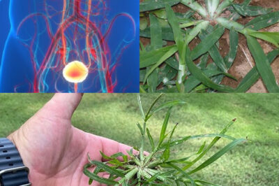 Harnessing the Power of Goose Grass: A Comprehensive Guide to Its Preparation and Therapeutic Uses /d