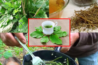 The Hidden Healing Power of Plantain Leaf: Nature’s Quiet Miracle Herb /d