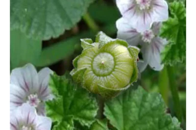 Exploring the Health Benefits of Common Mallow: A Nutritional Powrehouse (an)