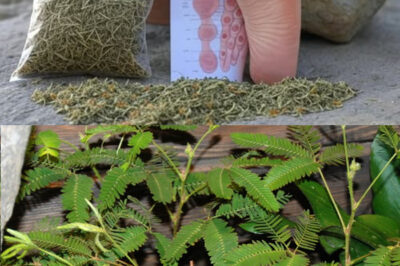 The Healing Power of Mimosa Pudica: 10 Incredible Health Benefits of the Sensitive Plant /d