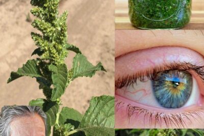 The Incredible Health Benefits of Pigweed: A Nutrient-Rich Superfood You Need to Try (an)