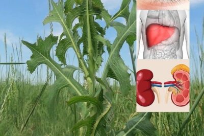 Plantain Leaf (Plantago major): The Overlooked Herb with Powerful Healing Benefits (an)