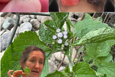 The Incredible Healing Power of Billygoat Weed (Ageratum conyzoides): 15 Health Benefits You Should Know About /d