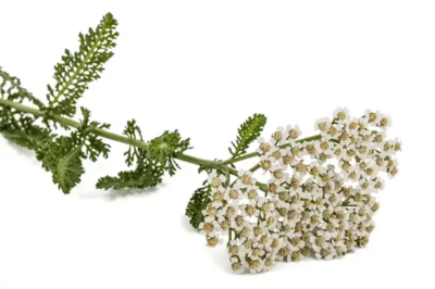 Yarrow: A Timeless Herbal Ally with Amazing Health Benefits (an)