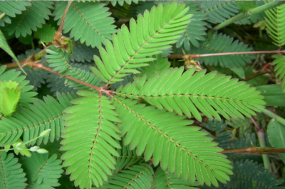 Mimosa Pudica: Medicinal Value and Uses (an)