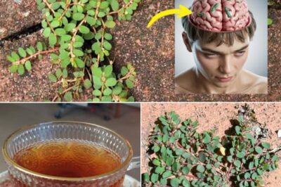 The Health Benefits of Euphorbia Thymifolia: Nature’s Hidden Gem