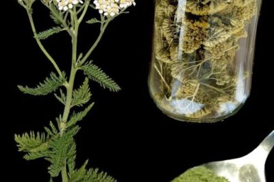 Yarrow: A Timeless Herbal Ally with Amazing Health Benefits