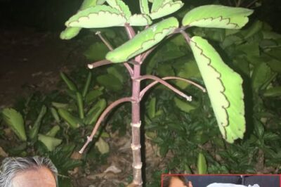 Kalanchoe Pinnata – The Miracle Herb for Health