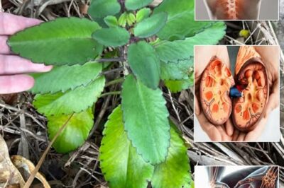 Bryophyllum Calycinum (Kalanchoe Pinnata): Benefits and Uses