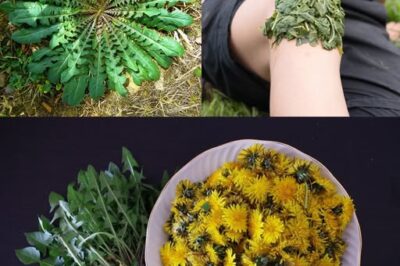 The Mighty Dandelion: Nature’s Hidden Treasure