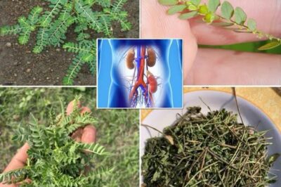 The Power of Chanca Piedra: 10 Benefits and Uses
