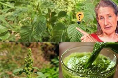 10 Powerful Health Benefits of Wild Mustard Greens You Should Know