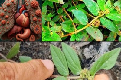 Euphorbia Hirta: The Overlooked Healing Leaf Growing in Your Backyard