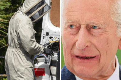 STING CHARLES Huge plague of wasps invades King Charles’ Sandringham estate as pest control called in & tourists warned