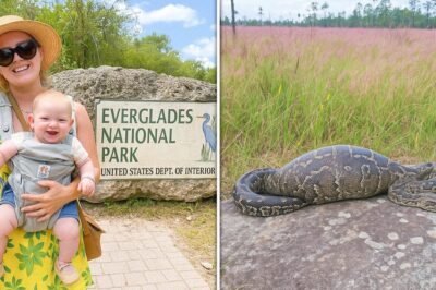 Single Mom Vanished in Everglades, 1 Year Later a Python Is Found With a Strange Bulge…